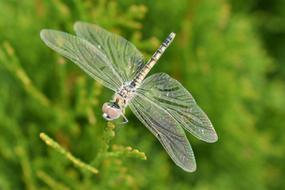 dragonfly kind of green is beautiful