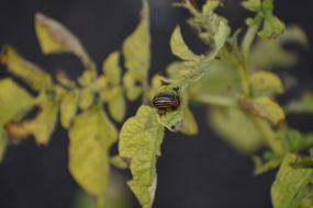 Colorado Beetle Pest