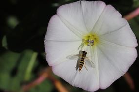 Insect Petrol Stations White