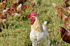 white chicken in the grass