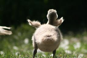 swan baby fluffy