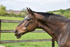 brown horse on the farm