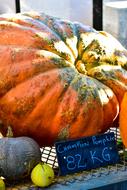 fresh pumpkin on the scale