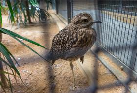 Bird in the cage