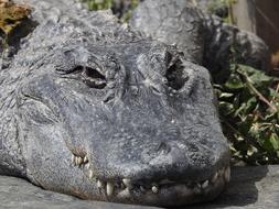 wild sleeping crocodile