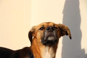 Dog Pet Hybrid portrait