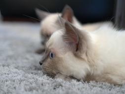 Cat Play Kitten Domestic