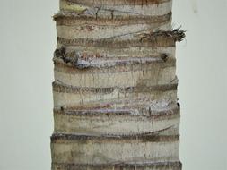 Bark Tree Texture