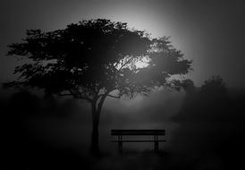 Tree Silhouette Dawn