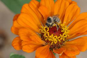 Bee Insect Pollen orange flower