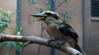tropical bird on a branch in a cage