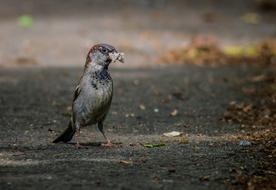 The Sparrow Bird Male on street