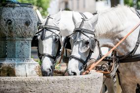 Baden City Horse