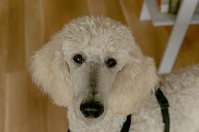 Poodle Dog portrait