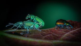 Macro Insect Bespozvonochnoe