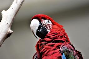 face of a colored parrot