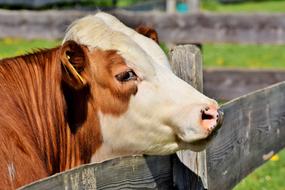 Cow Beef Cattle Bovine