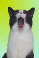 Cat Yawning Tooth