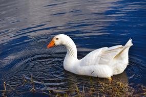 floating wild goose