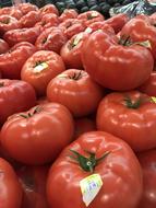 juicy tomatoes harvest