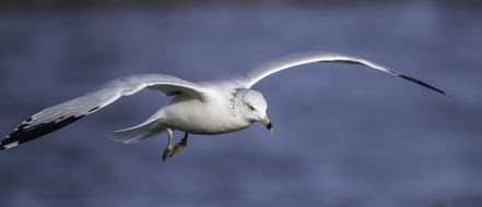 Seagull Gull Flying