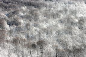 background winter forest