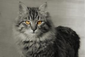 Cat Mammal Animal