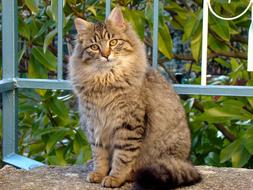 grey furry Cat sits at metal fence