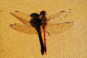 Large Dragonfly Insect From Above