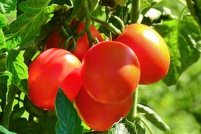 juicy tomatoes on a branch