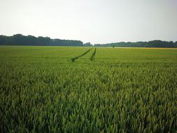 footprints on a green field