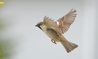 Sparrow Bird Outdoor