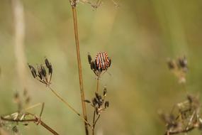 colored beetle on a plant