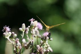 butterfly on flowering thistle