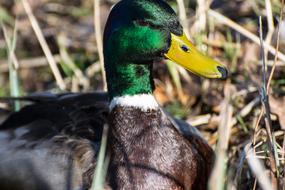 colored wild duck in the woods