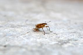 little bug on the ground