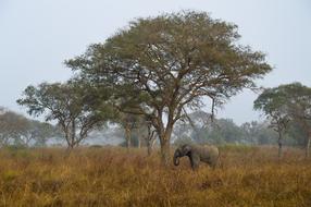 Savannah Africa Elephant