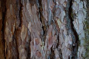 Bark Tree Wood