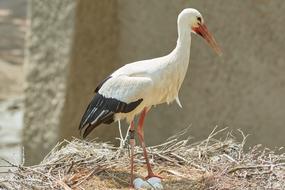 Stork Nest Egg