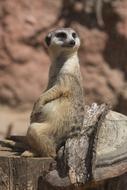Meerkat sits on tree stump in zoo
