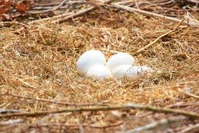 Stork Nest Egg