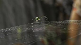 Insect Nature Invertebrate