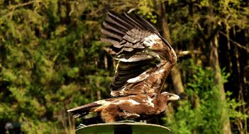 Adler Raptor Bird Of Prey