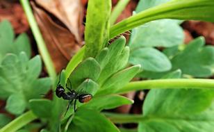 Ant Insect Leaf