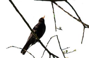 blackbird perched thin branch, white background