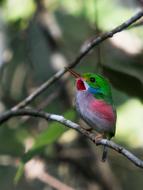 colored tropical bird on a branch