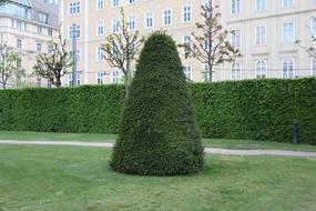Garden Lawn Summer