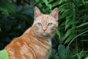 cat looking into the camera with green eyes