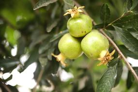 Juicy fresh fruit on a tree