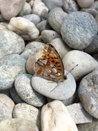 Butterfly Stones Insect